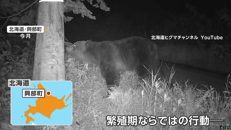オスグマがメスに存在をアピールするための“背こすり”