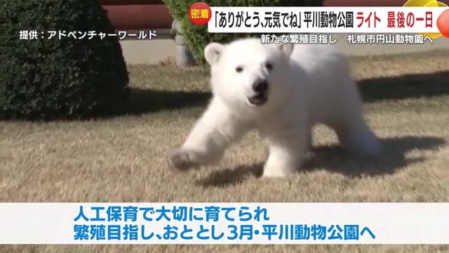 大切に育てられたライト