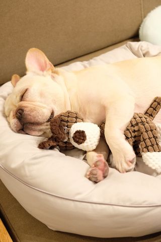 いつも留守番中に寝ているソファ（提供：むぎさん）