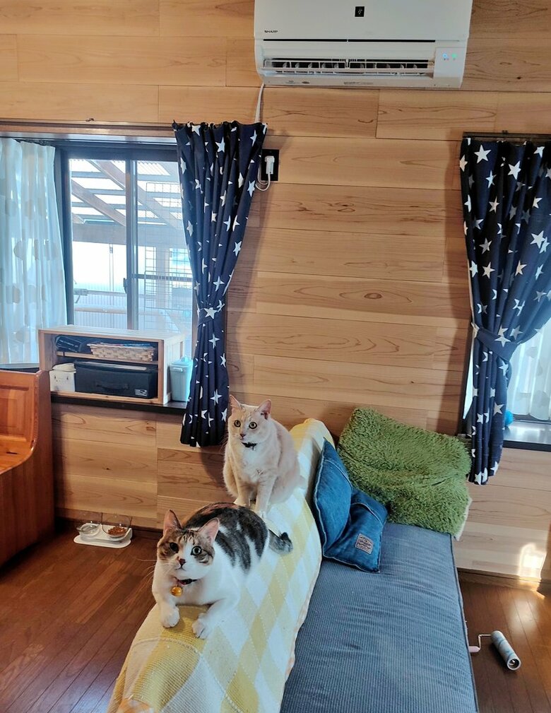 手前：テンちゃん　奥：ナナちゃん（提供：nyaokoさん）