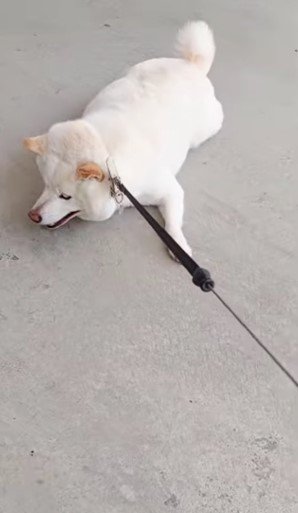 提供： kinako_kinakoさん