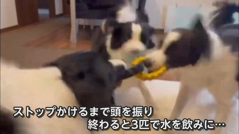 頭をぶんぶん振り回す3匹