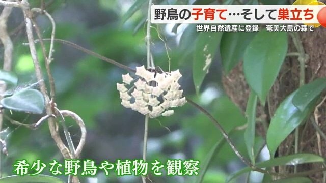 「奄美自然観察の森」で見られる植物