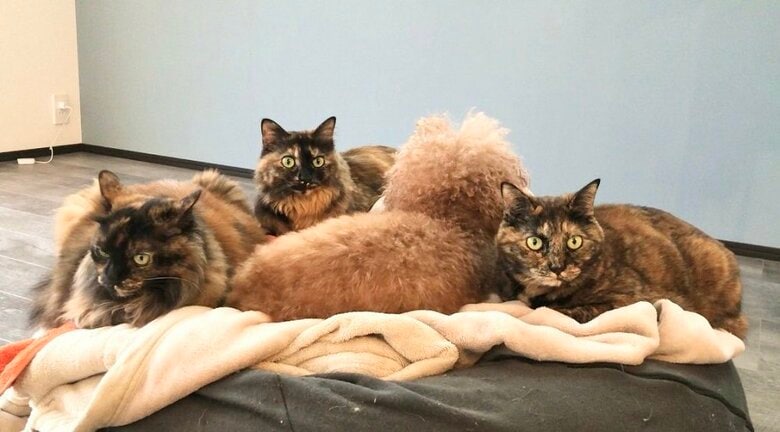 3匹のサビ猫（左からわらびちゃん、のりちゃん、ぼんちゃん）は全員、あん子ちゃんが好き