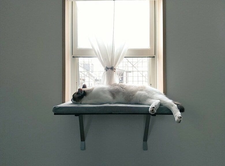 窓ベッドで眠っているラテくん（提供：かふぇらてさん）