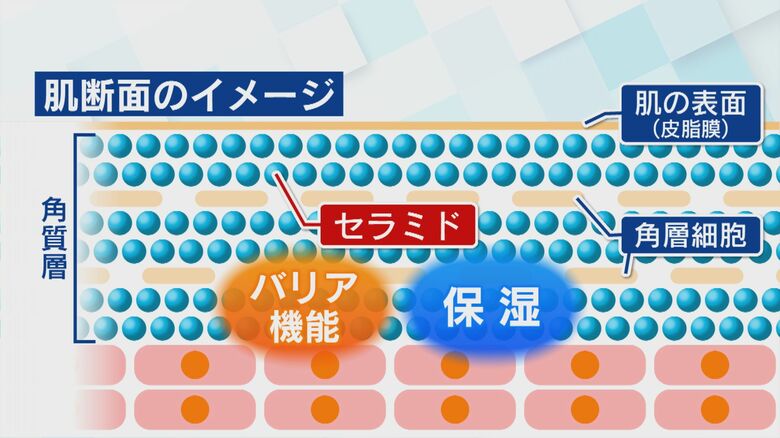 肌を守り水分を保つ「セラミド」