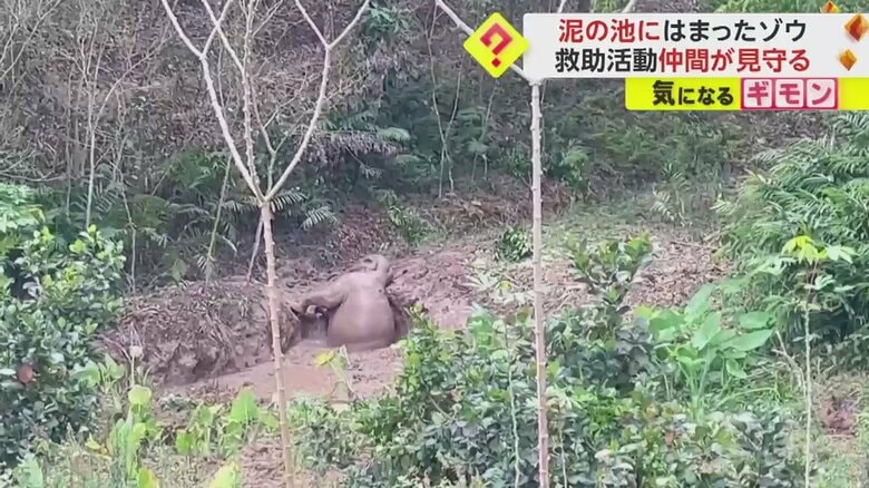 体の半分まで泥に埋まっている