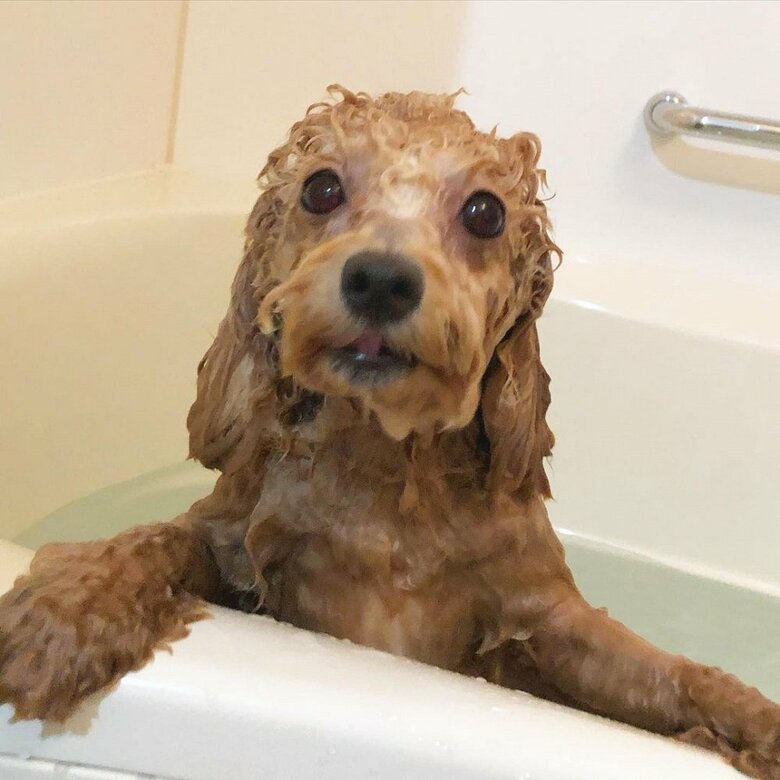 濡れると別犬のよう