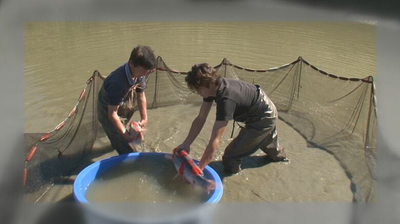 例年の「池あげ」の様子