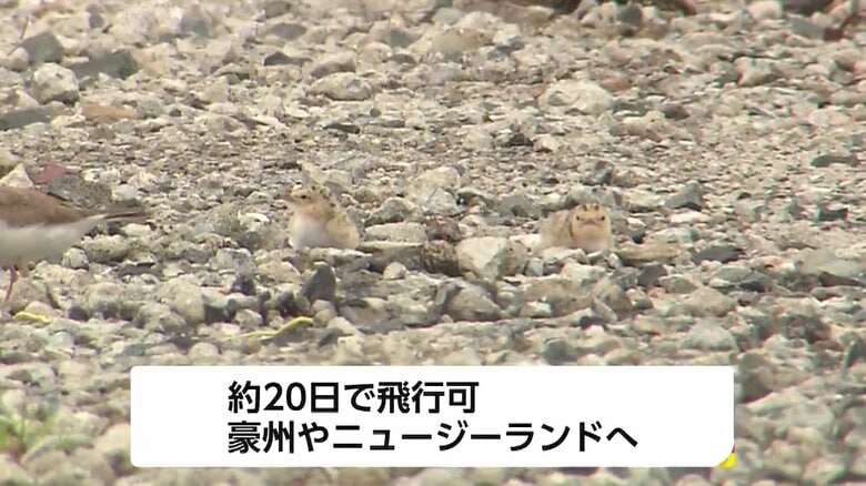 コアジサシのヒナ