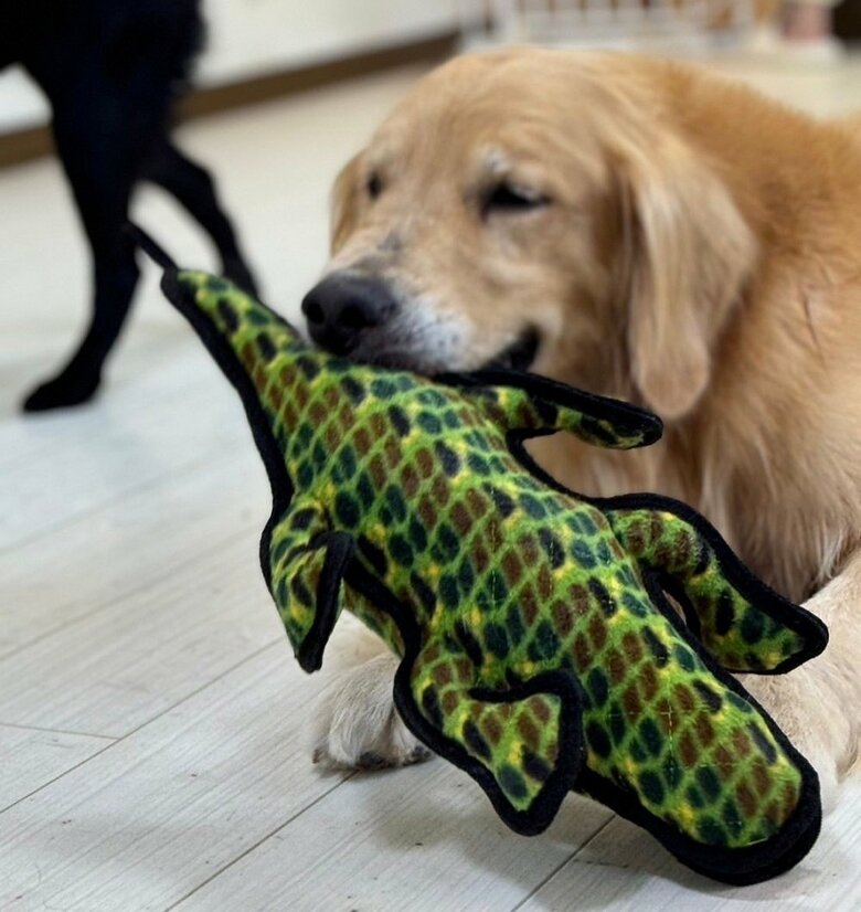 オモチャをくわえてニコニコながんもくん