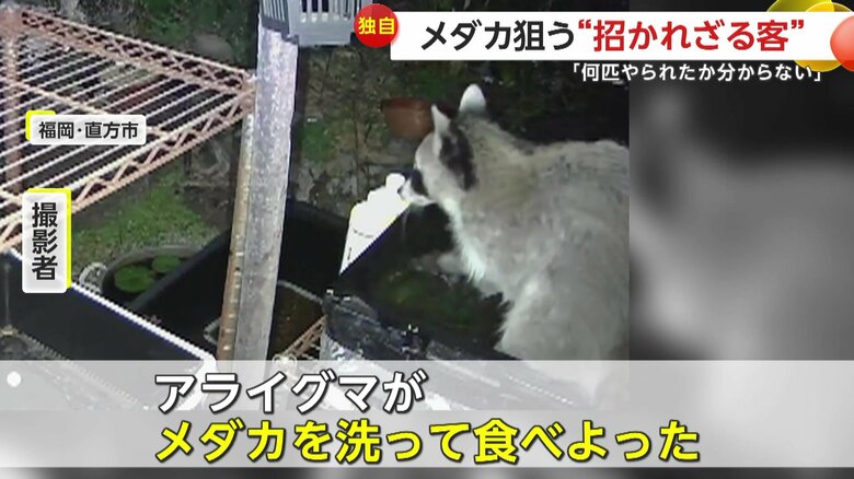 「アライグマがメダカを洗って食べよった」と話している撮影者