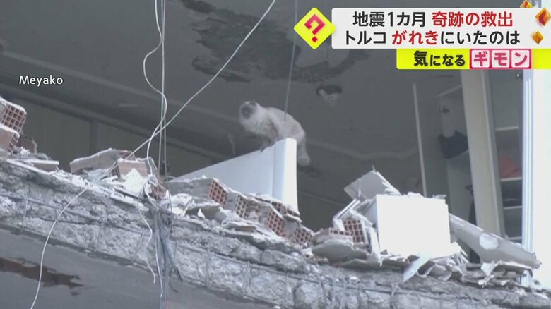 白い壁に登る猫