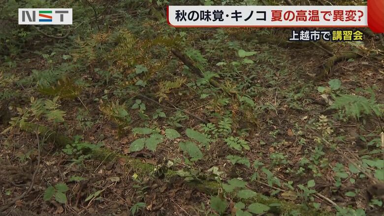 山でキノコを探すも…