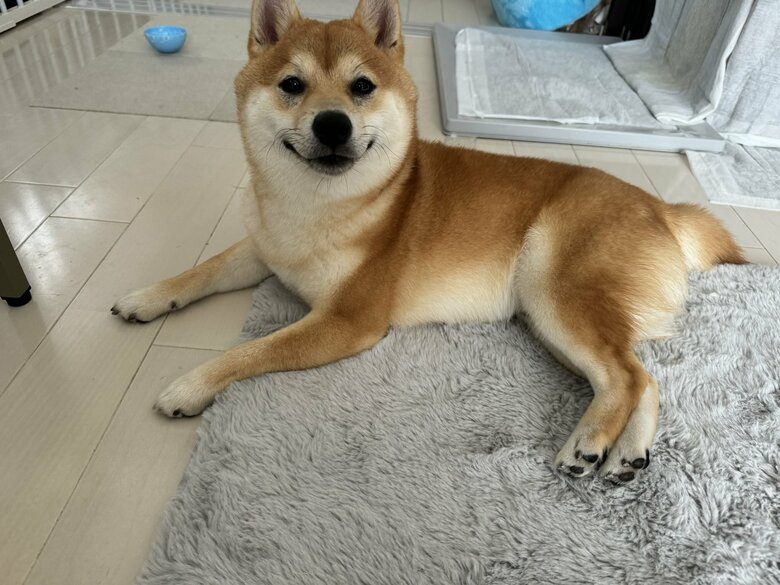 提供：わさび一族さん