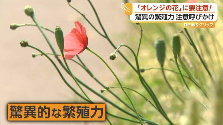 ナガミヒナゲシは驚異的な繁殖力で全国的に広がっているという