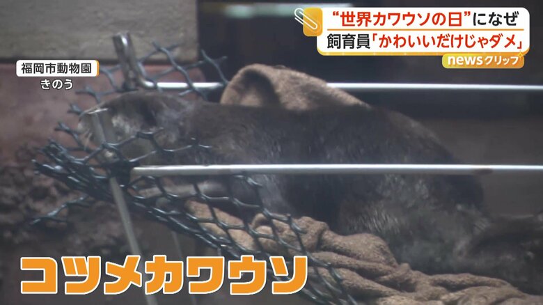 福岡市動物園で行われたコツメカワウソを紹介するイベント