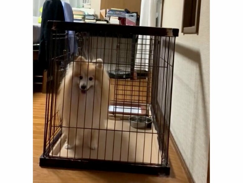 提供：デカポメ《えり太》との日々さん