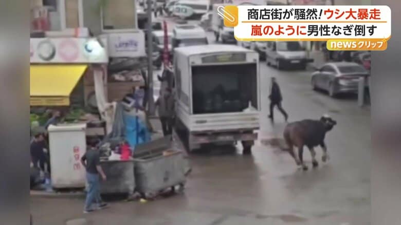 止まらぬ勢いで街中を駆けるウシ（IHA）