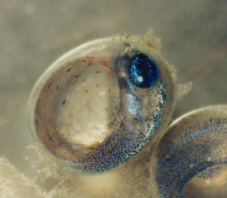 サンマ卵内発生の様子（画像提供：アクアマリンふくしま）