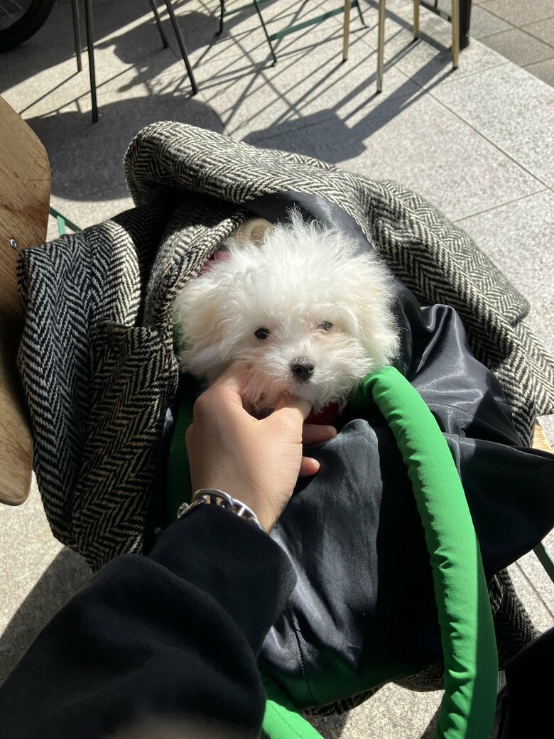 提供：白く、柔らかな犬さん