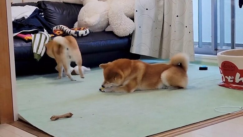 何度もこむぎくんに当てていく