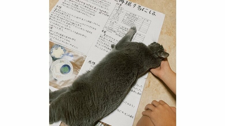 自由研究の上に寝る猫となでる娘さんの手