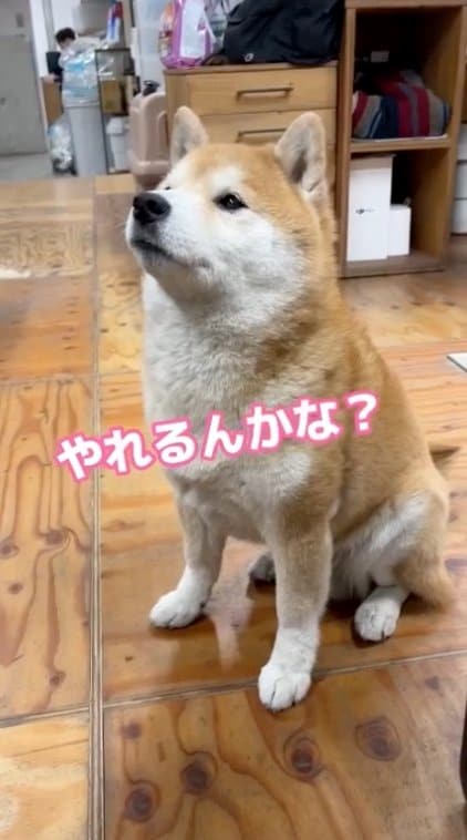 女性スタッフが「小さいワン」に挑戦（提供：エイトデザイン）