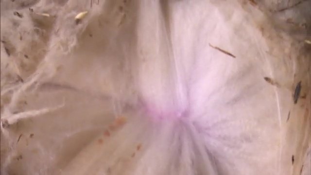 モフモフをかき分けるときれいな羊毛