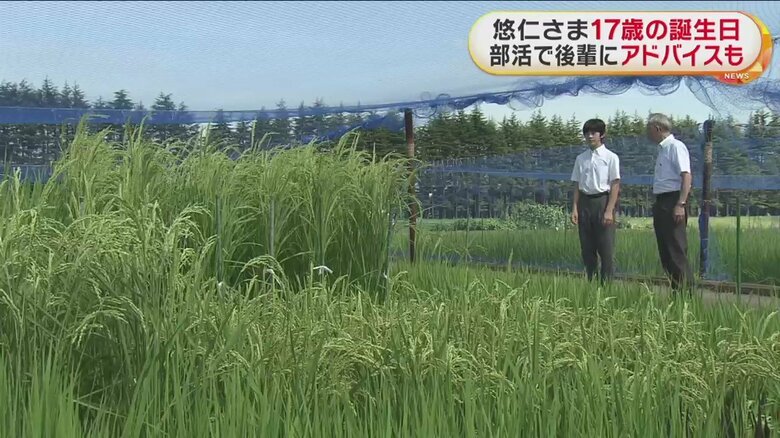 稲の品種改良や遺伝子研究について、説明を受けられる悠仁さま（茨城・つくば市　8月）