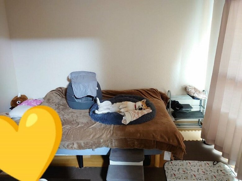 以前に話題となった「見送る気がなかった」様子　この時もへそ天姿