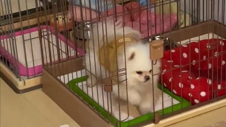 自分で入って出られませんアピールをすることも