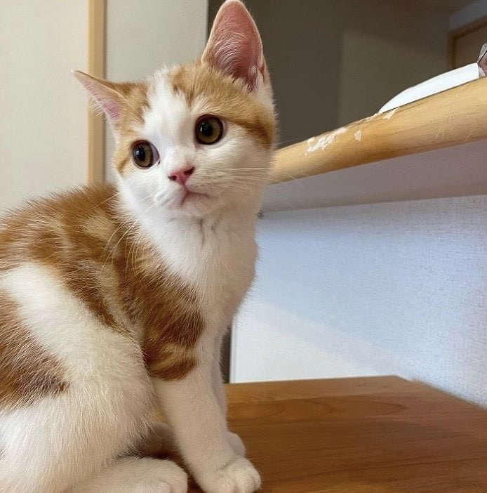 提供：こなつさん