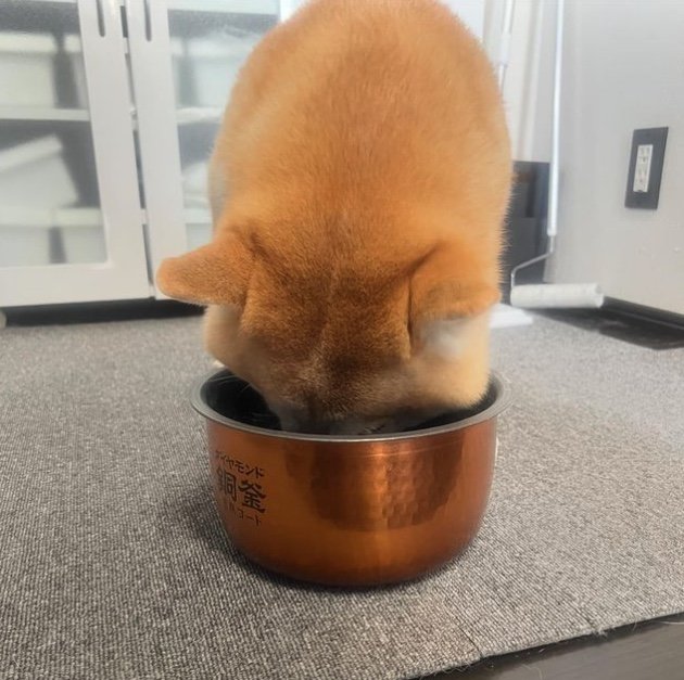 食べることが大好き（提供：柴犬 sasuke_紗助さん）
