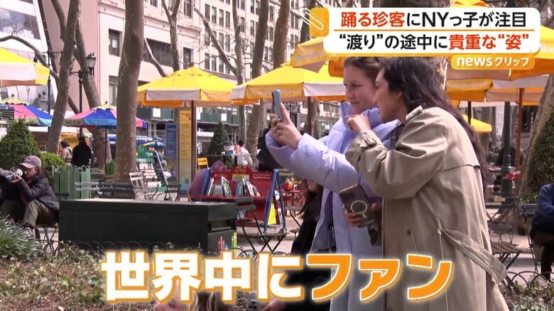 世界中にファンも多い「アメリカヤマシギ」という渡り鳥の一種