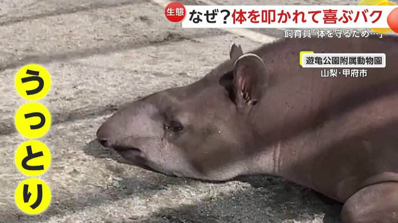 リラックスするプーロ君（提供：甲府市遊亀公園附属動物園）