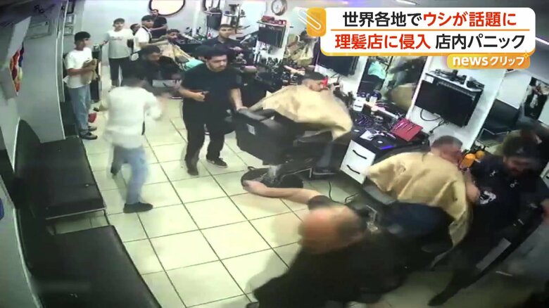 理髪店にウシが乱入し、大混乱となる店内（トルコ）
