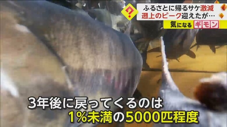 戻ってくるのサケは1％にも満たない
