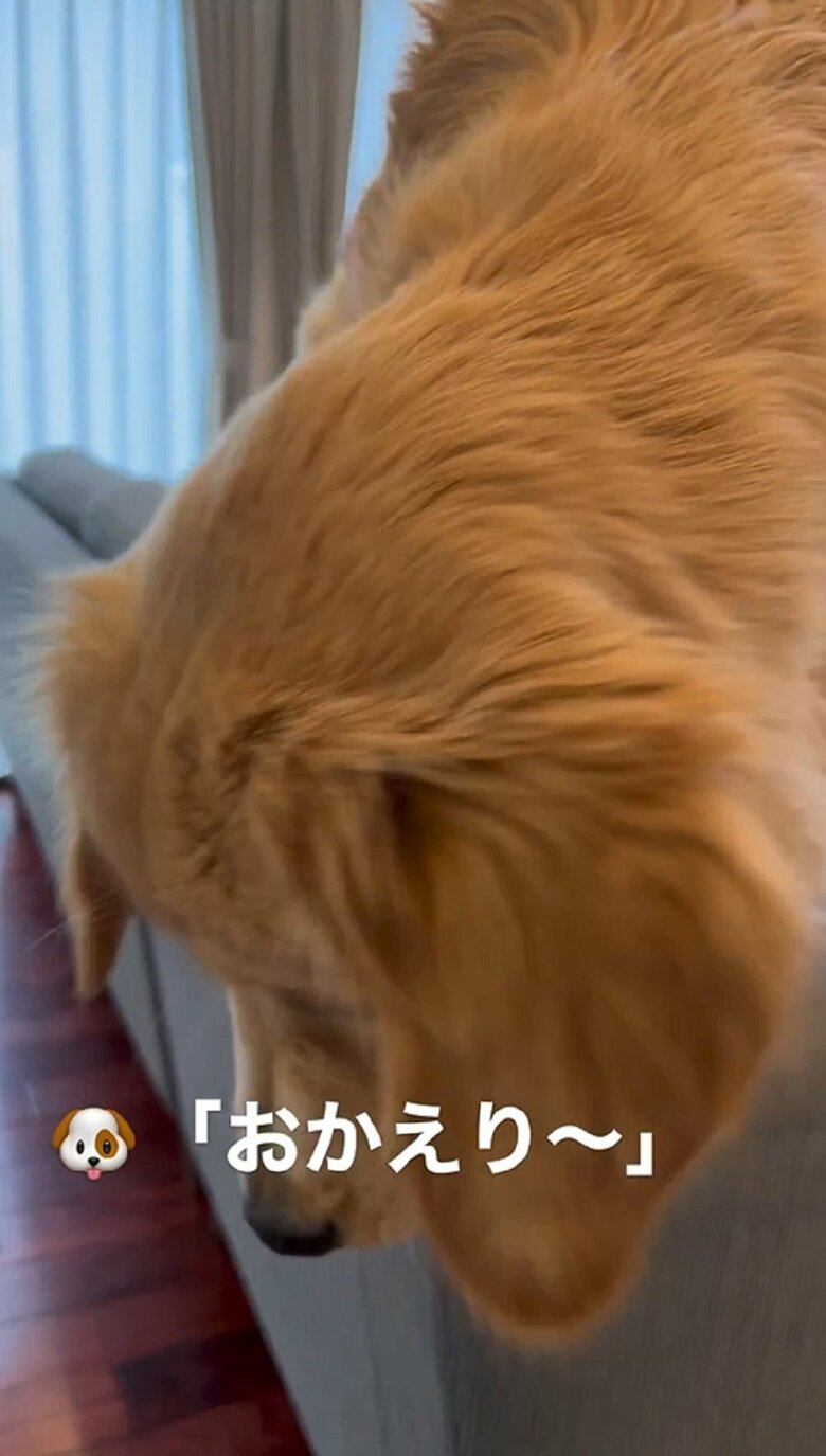 ソファの背もたれにのぼっている