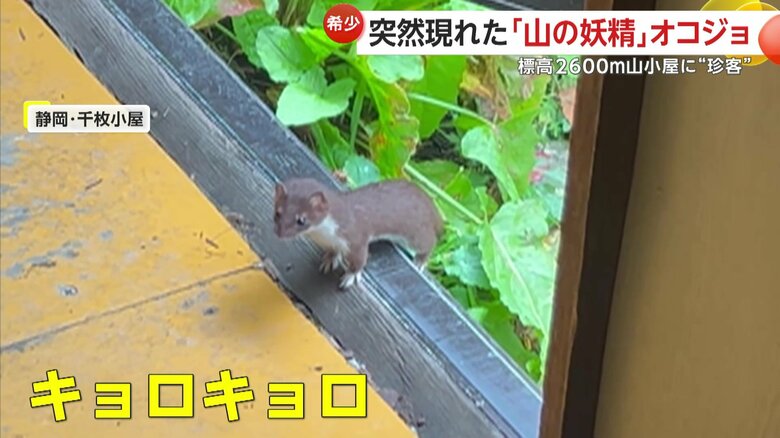 準絶滅危惧種のオコジョ（静岡市の山小屋「千枚小屋」）