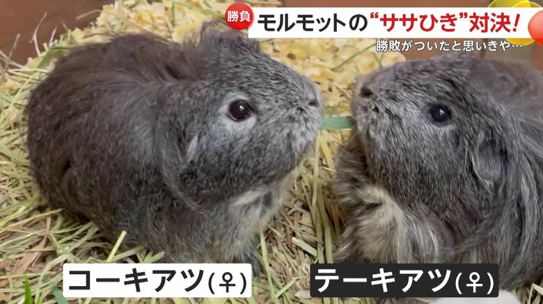 モルモットの双子、テーキアツとコーキアツ（石川・能美市のいしかわ動物園）