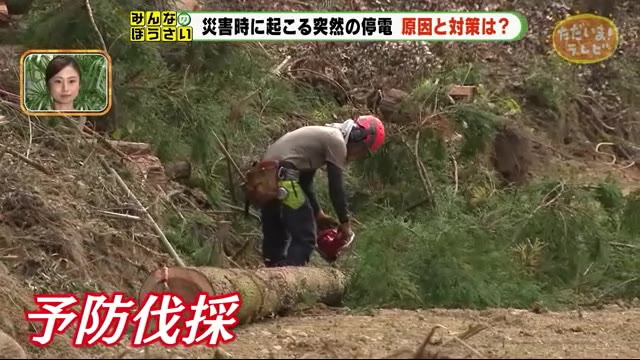 【みんなの防災】災害時の停電 対策の一手は「予防伐採」 静岡