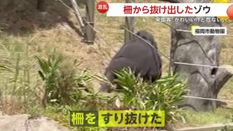 柵をすり抜ける瞬間のゾウ（視聴者撮影）