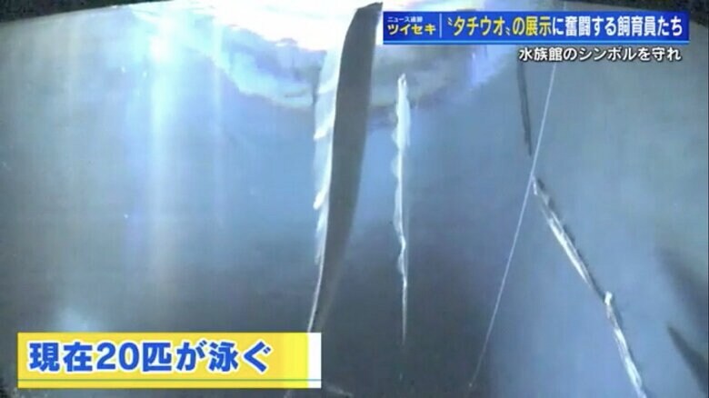 宮島水族館に展示されているタチウオ