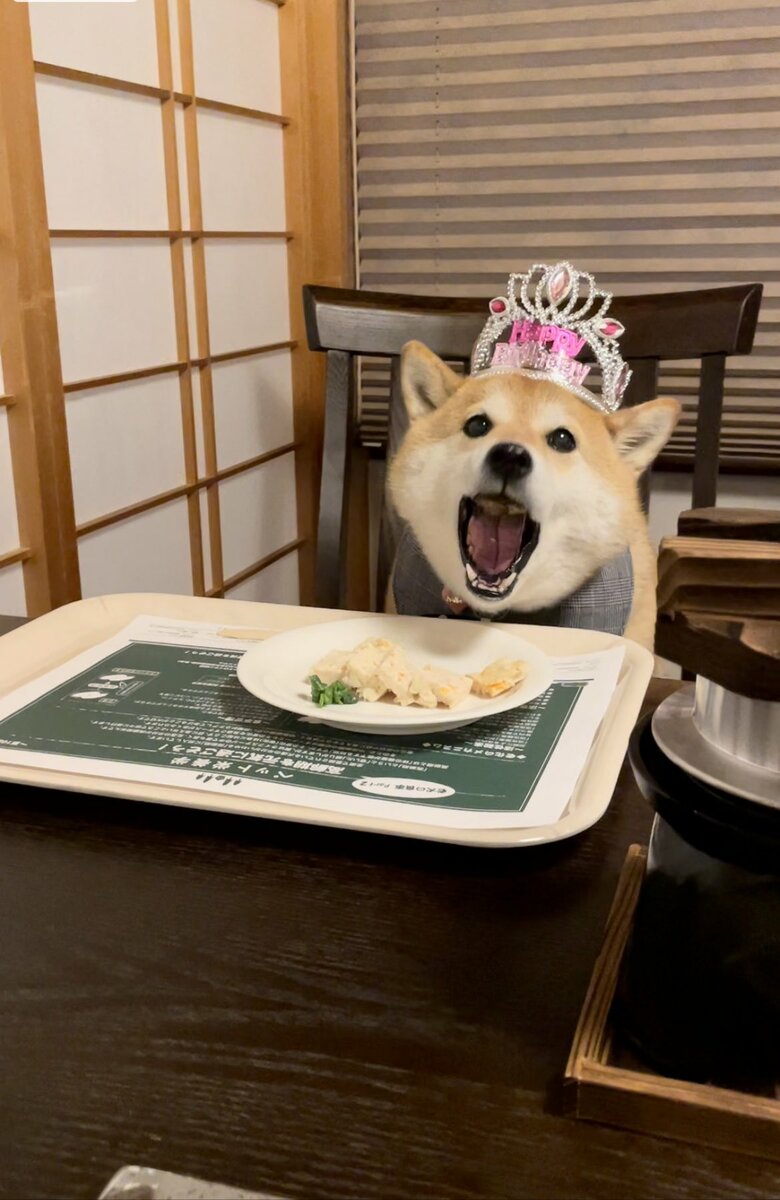 画像提供：柴犬ハナさん