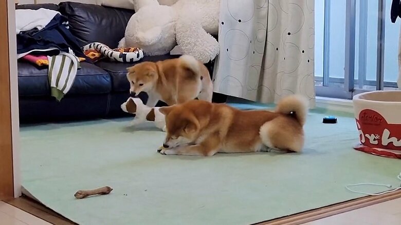 気にしていないこむぎくんもすごい