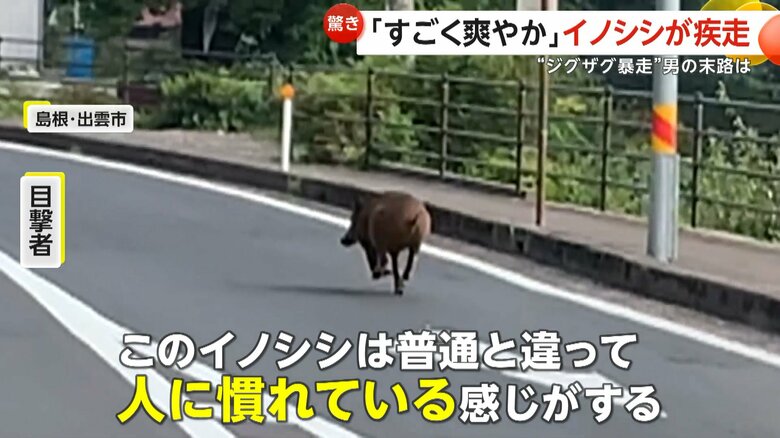 人慣れした様子で方向転換もしたイノシシ