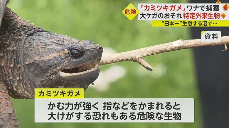 【危険】かまれると大けがの恐れ「カミツキガメ」をワナで… “日本一”生息する沼で捕獲作戦 千葉・印旛沼｜fnnプライムオンライン