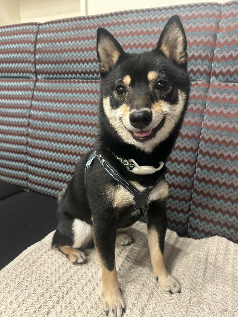 提供：豆柴ごま娘さん