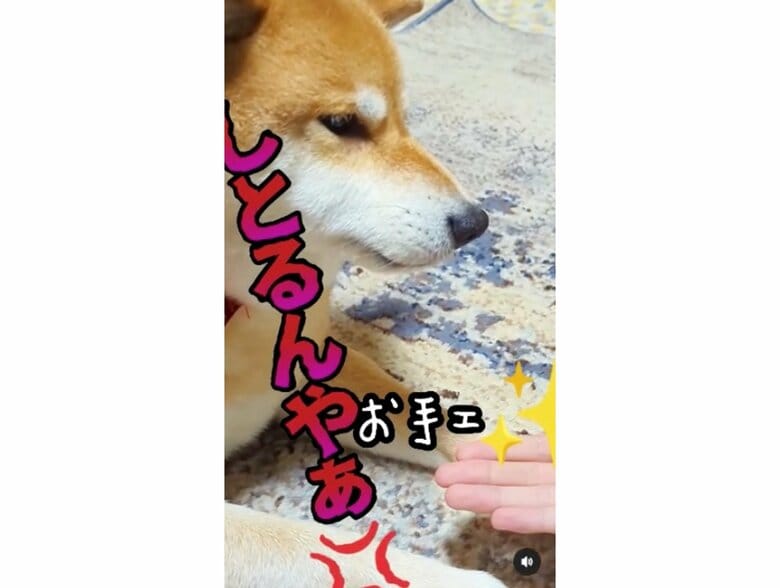 提供：柴犬スティーブch【コーギーと猫を添えて】さん
